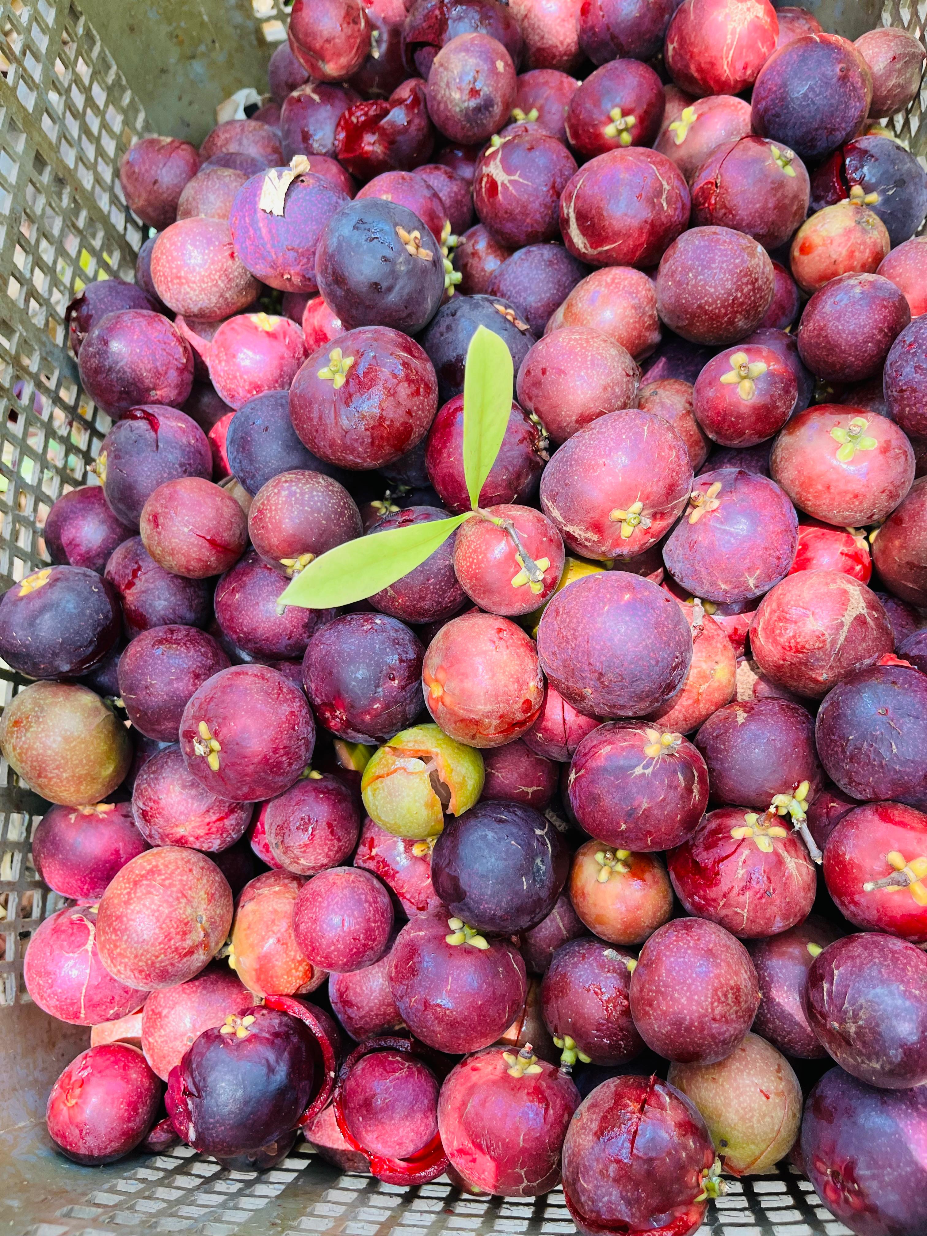 The Tangy Treasure of Konkan – Health Benefits of Kokam